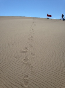 My footprints after walking down a dune. 